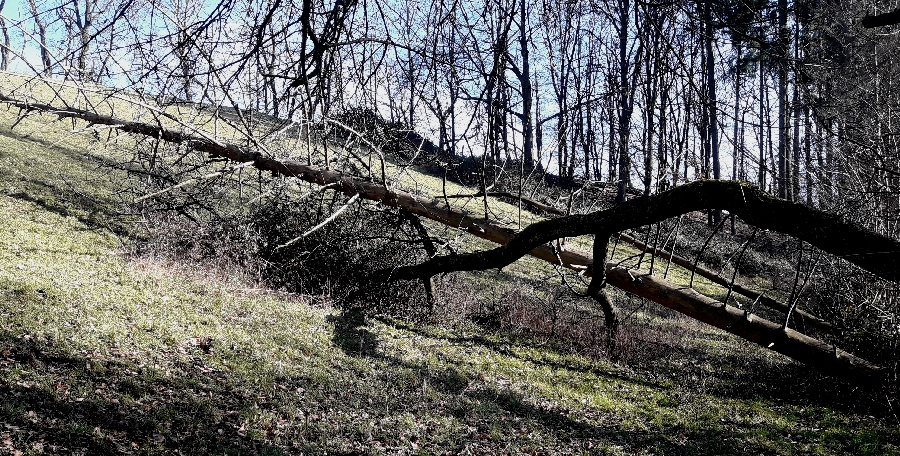 Holz