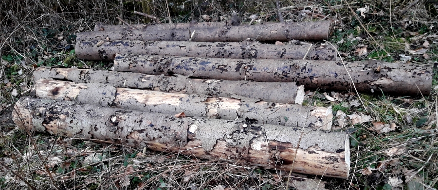 Holz